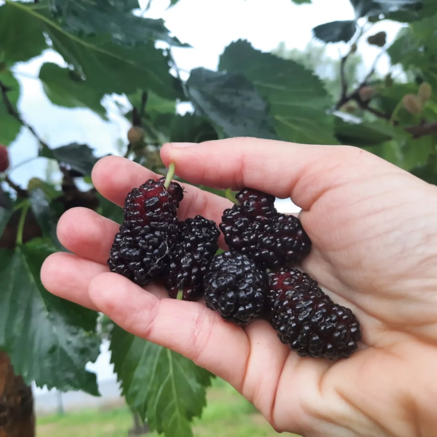 moruša Mora grossa čiernoplodá plody v dlani