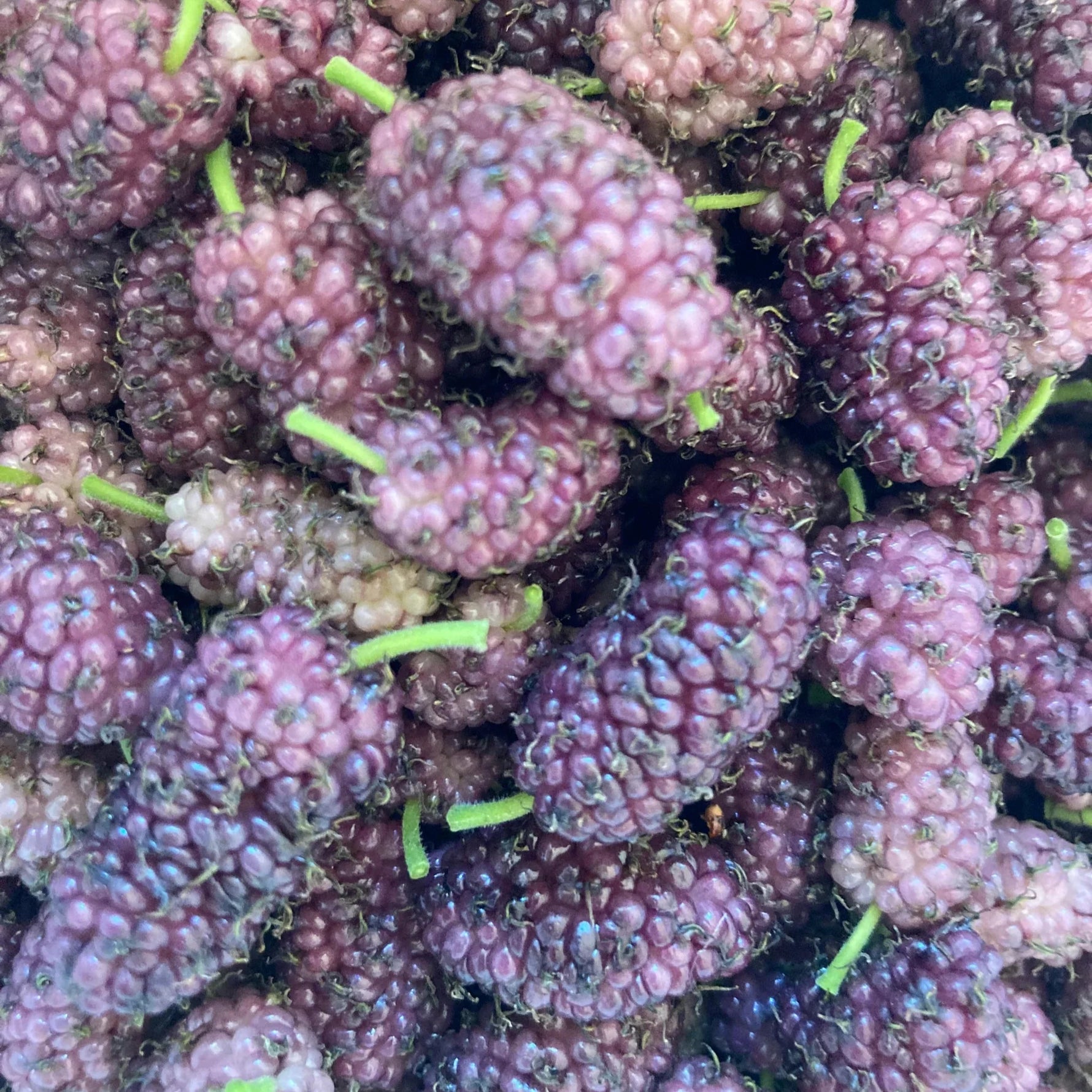 Moruša biela (M. alba) Fialová plody detail