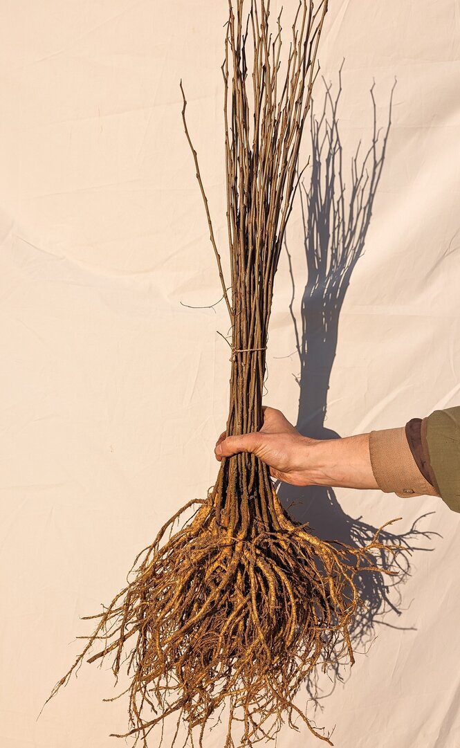 Moruše bílá semenáč