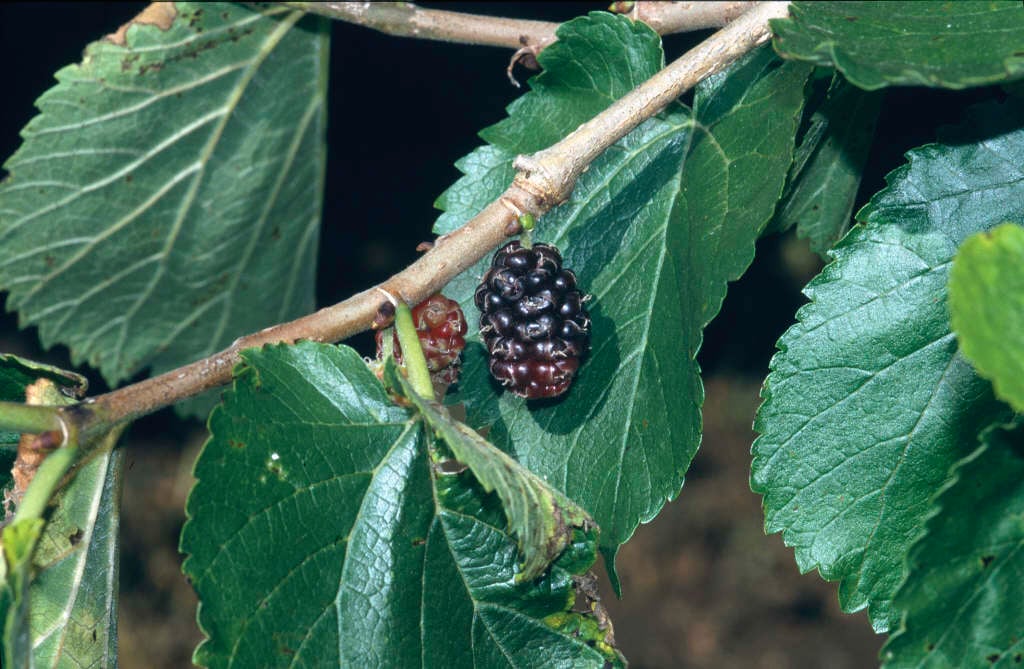 Moruša čierna "Pukanská" (Morus nigra L.) detail plod