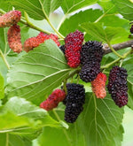 Moruša dvojodrodová - Veľkoplodá biela + Milanowek detail Milanowek