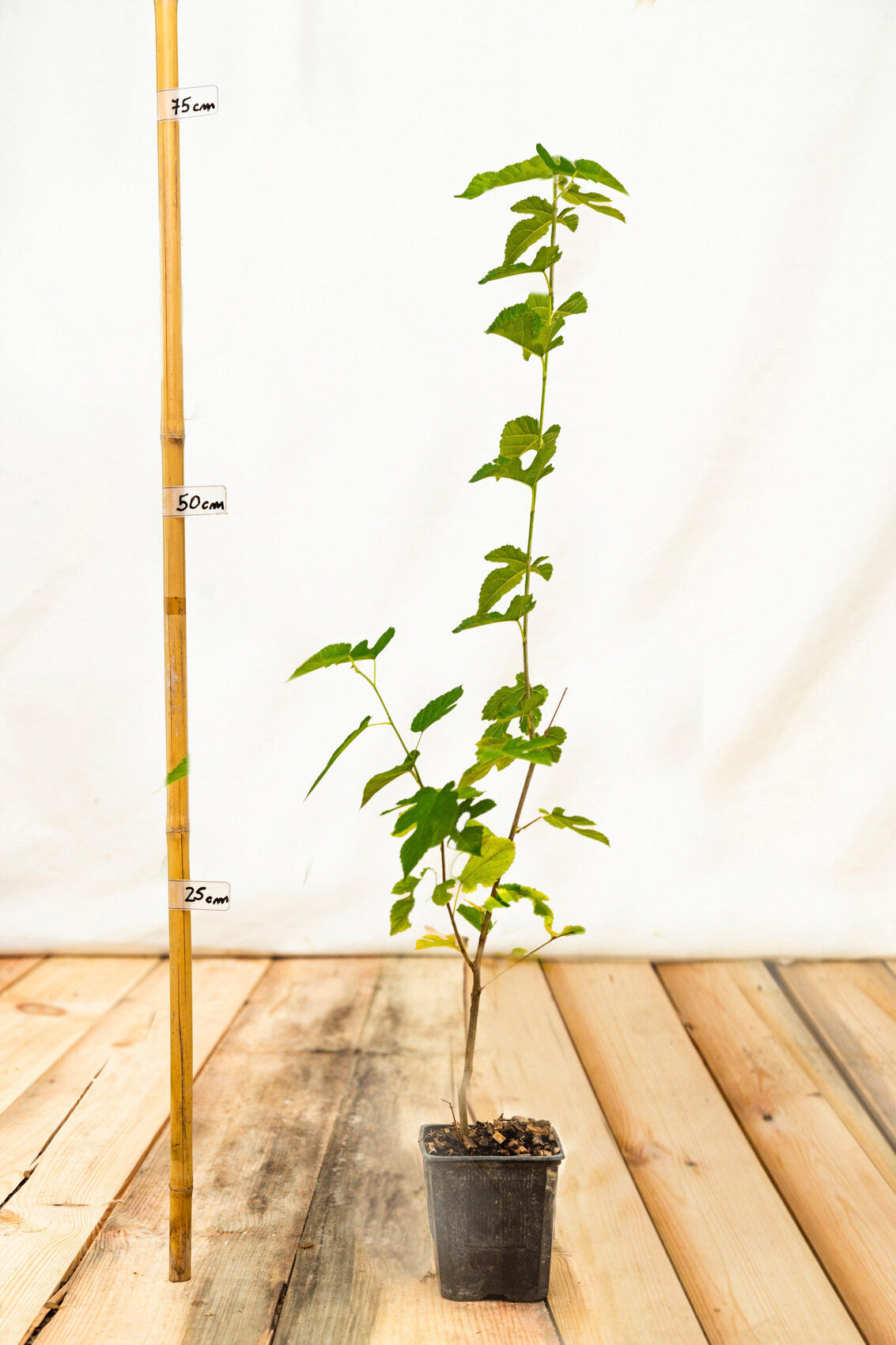 moruša illinois everbearing 		
OSMILLEK