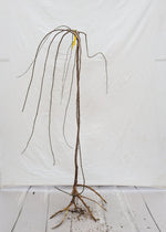 moruša previsnutá voľnokorenný strom