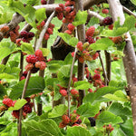 moruša previsnutá morus pendula plody