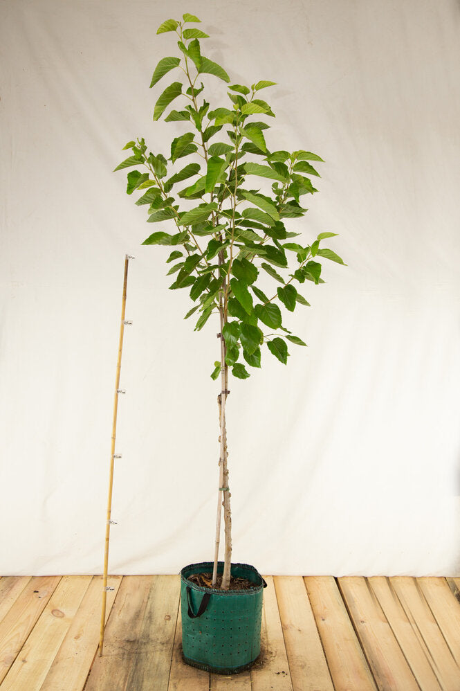 moruša veľkoplodá biela airpot