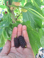 moruša veľkoplodá čierna plody v dlani