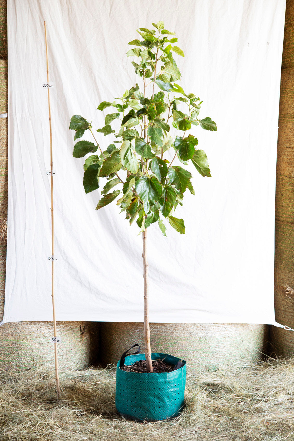 morusša veľkoplodá čierna airpot