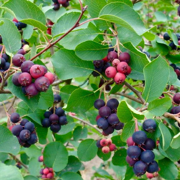 Muchovník Jelšolistý plody detail