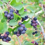 muchovník martin detail plody rastlina