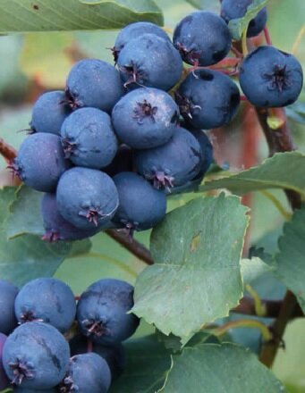 muchovník martin detail plod rastlina