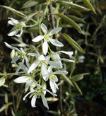 muchovník princess diana detail kvety kvet