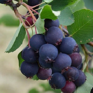 Muchovník Thiessen plody krík ker detail