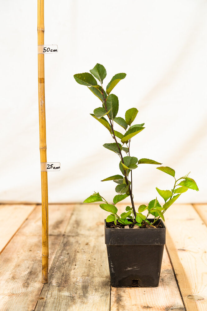 Muchovník Prince William