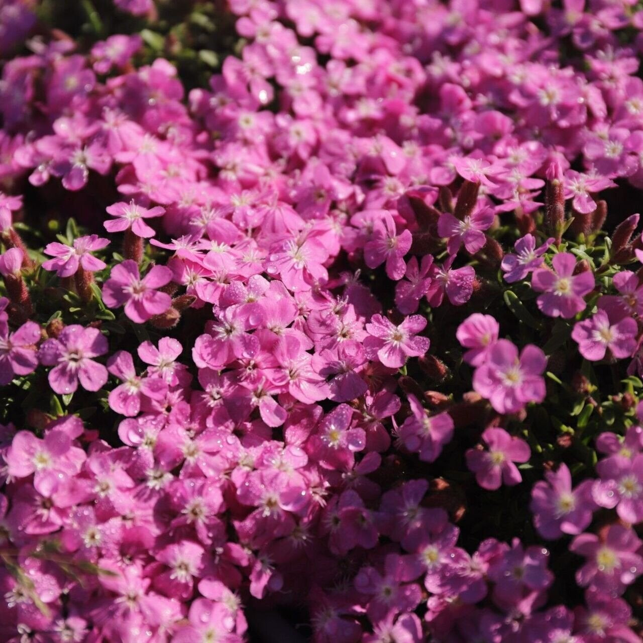 mydlica Bressingham slnkomilná trvalka Saponaria 		
TSMYDBREK