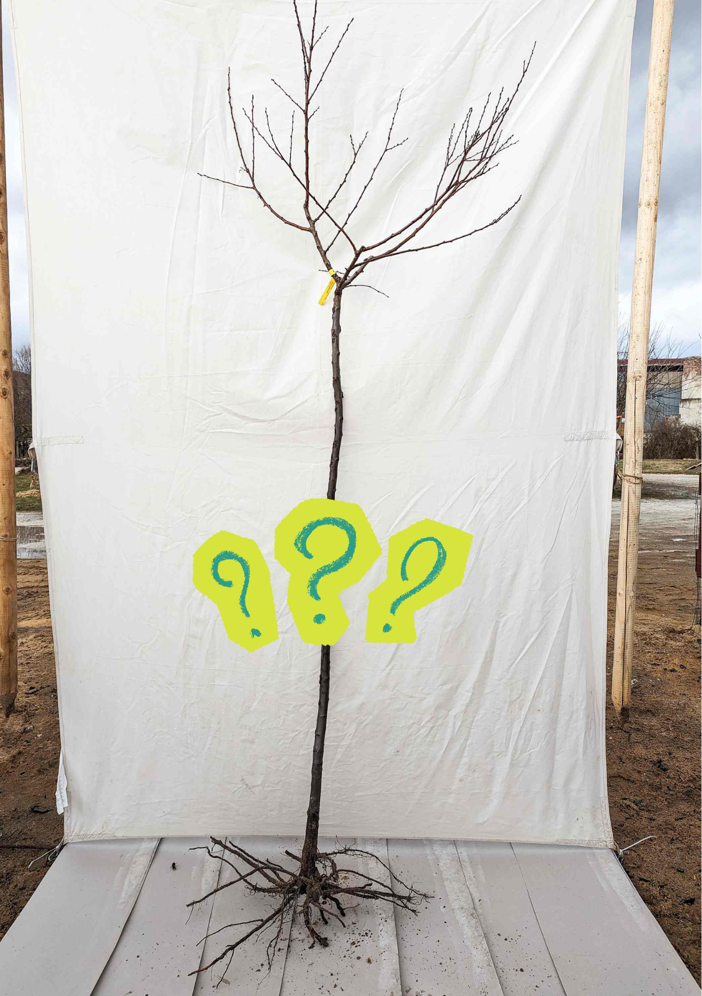 Mystery Box alebo Stromčekové prekvapenie polokmeň