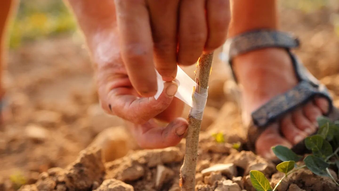Inovatívna, vodeodolná, elastická očkovacia páska, biologicky rozložiteľná. vhodná na očkovanie štepenie. Rolka obsahuje 500 ks ústrižkov. ONOP
