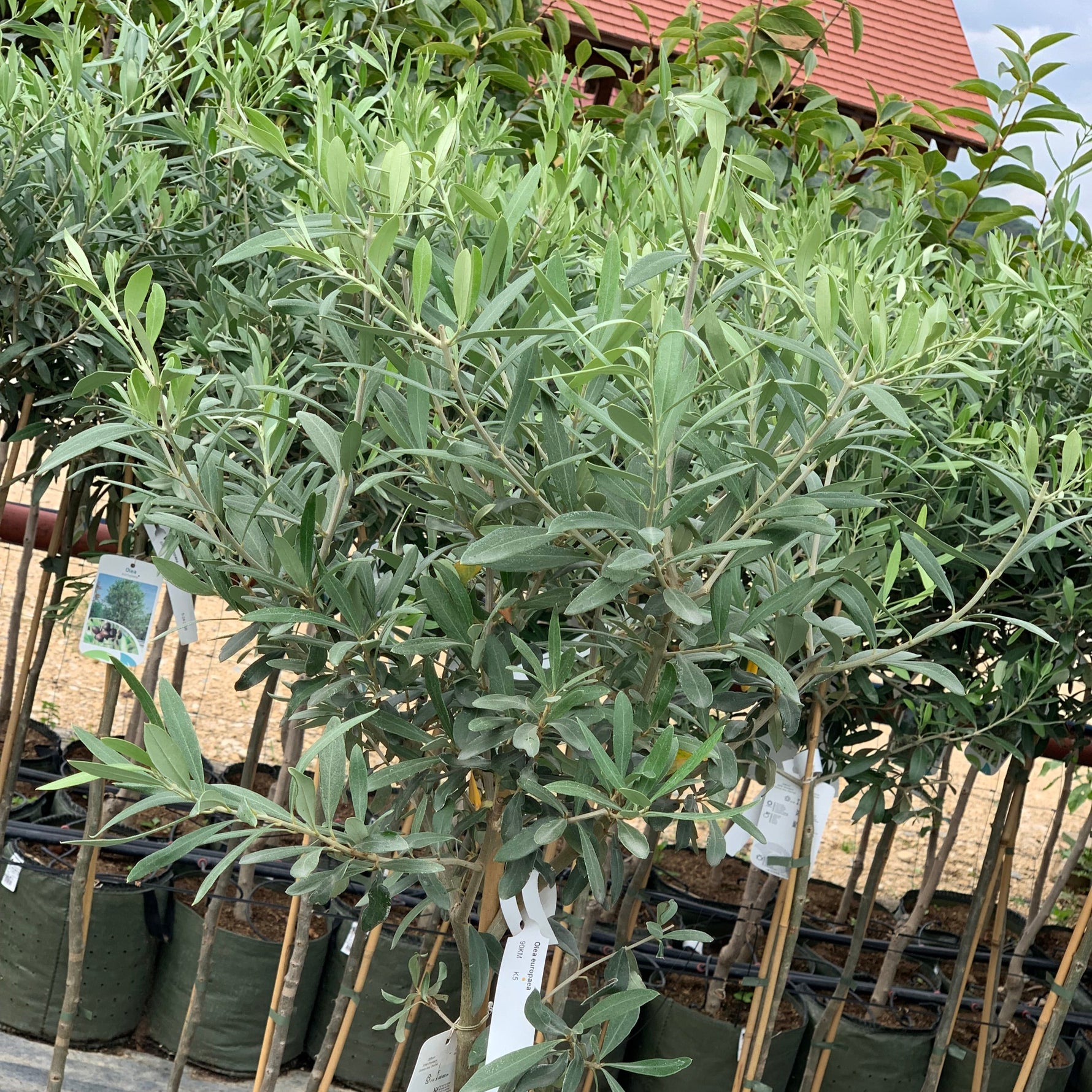 Olivovník európsky detail strom