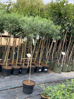 Olivovník európsky 