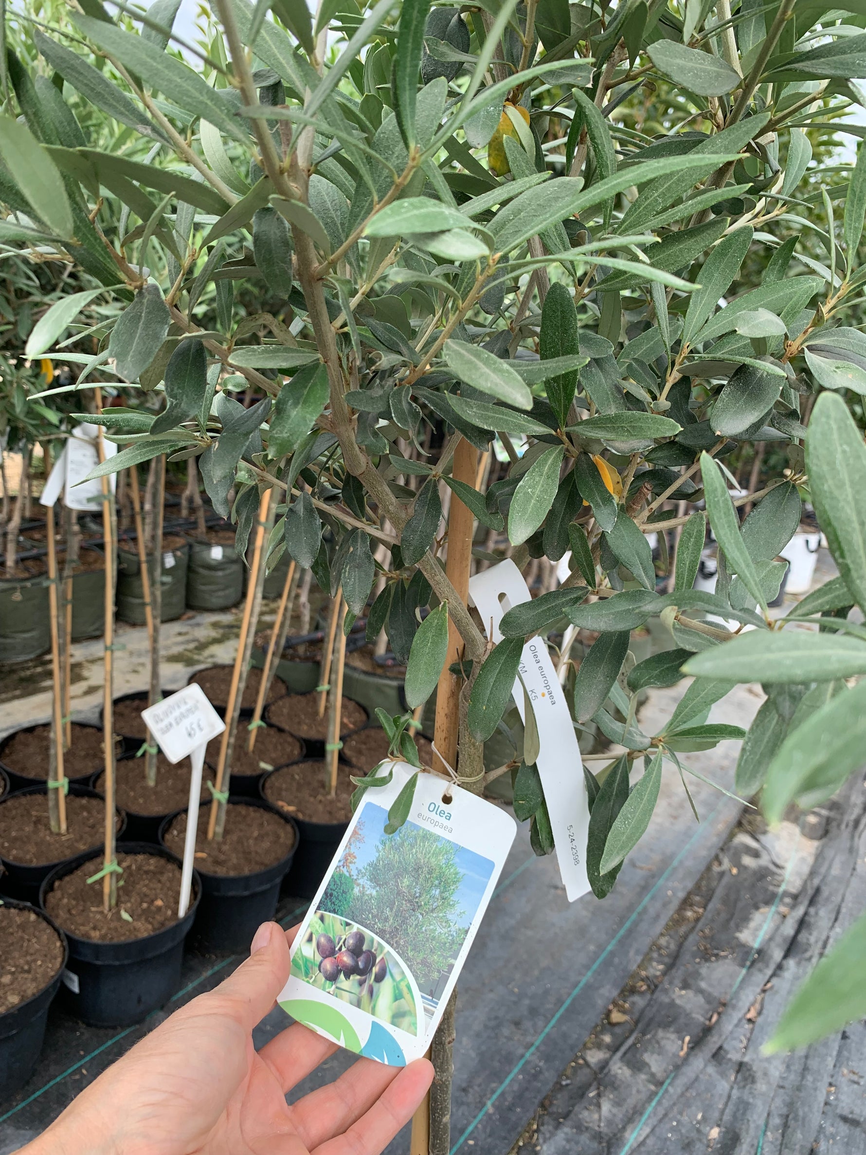 Olivovník európsky detail