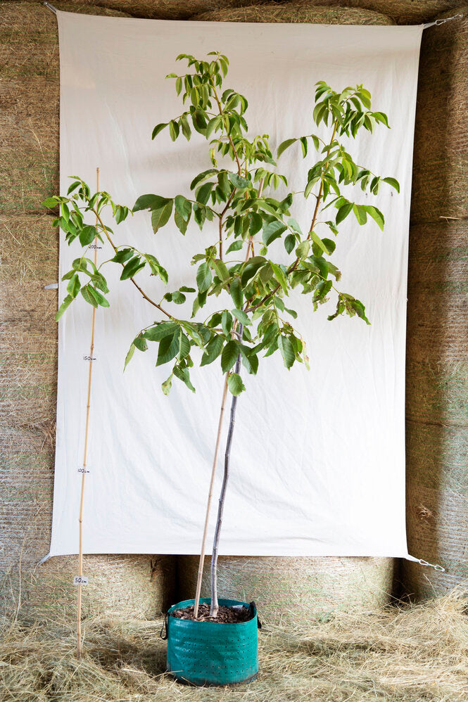 Orech kráľovský Jupiter strom airpot 	
OSOKJUPPKAP24