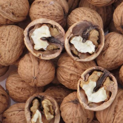 orech apollo plody jadro 