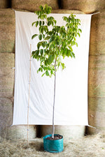 orech kralovsky apollo strom airpot OSOKAPOPKAP47