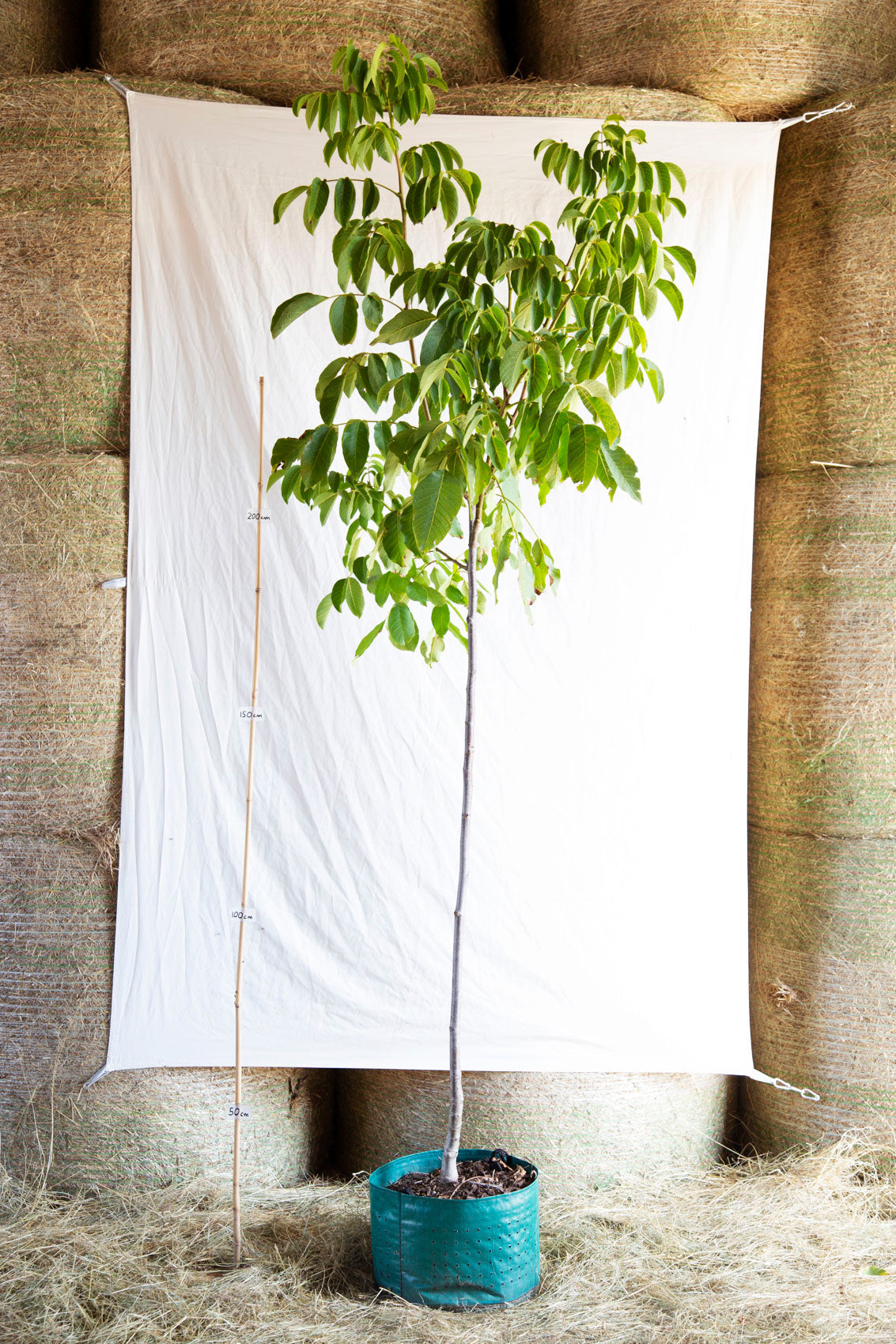 orech kralovsky apollo strom airpot OSOKAPOPKAP47