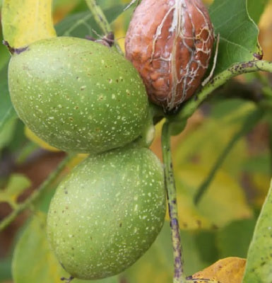 orech apollo plody na strome 