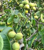 orech kráľovský chandler orechy plody  