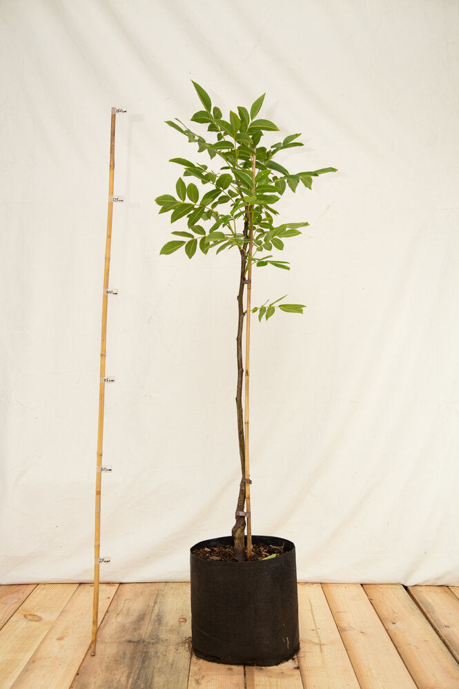 orech kráľovský chandler airpot OSOKCHANSKAP18