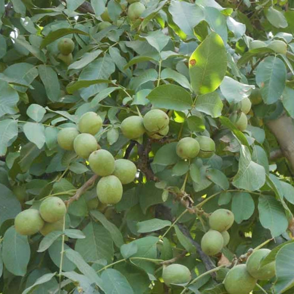 Orech kráľovský Fernette detail strom plody