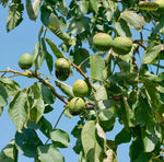 Orech kráľovský Jupiter orechy na strome 