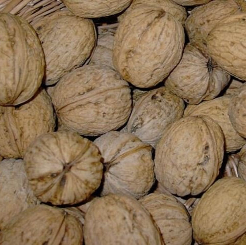 orech kráľovský saturn orechy 