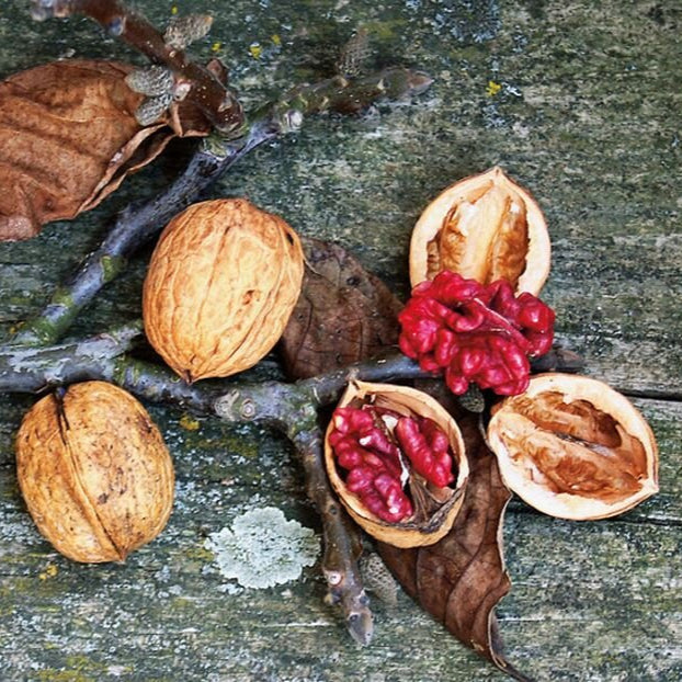 Orech kráľovský Sychrov plody orechy detail