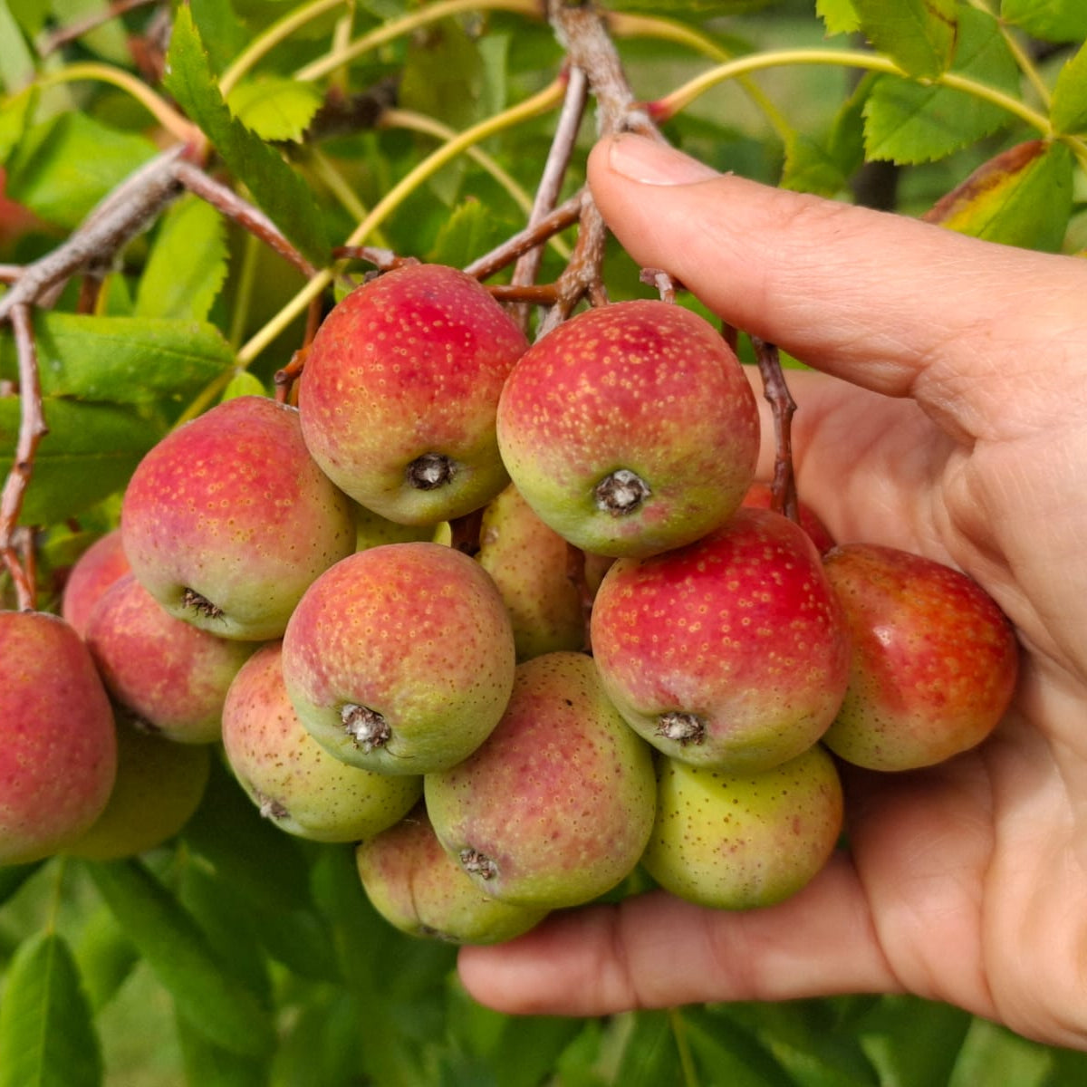 jarabina oskorušová plody 