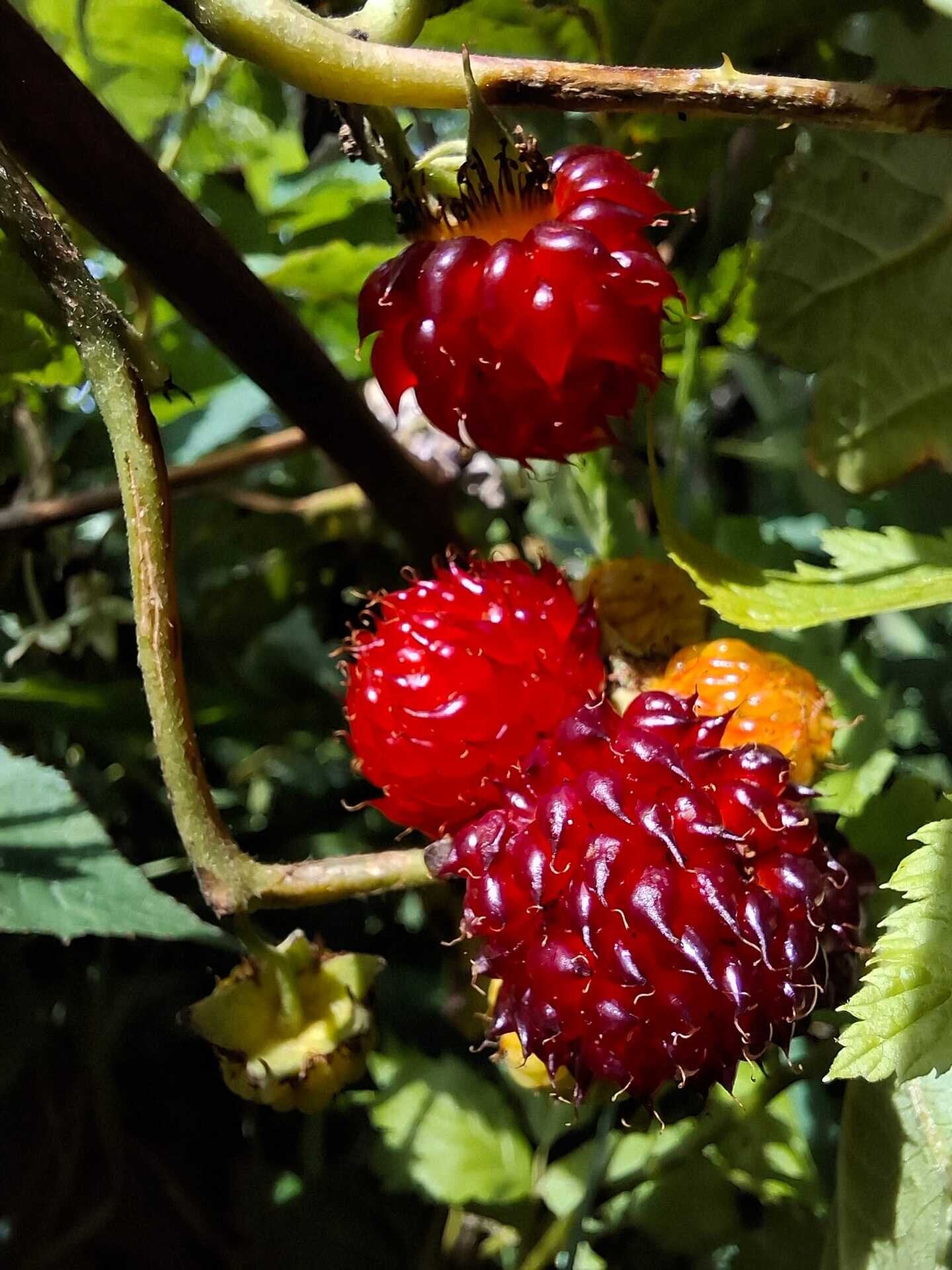 Ostružina Tower Hara plody detail