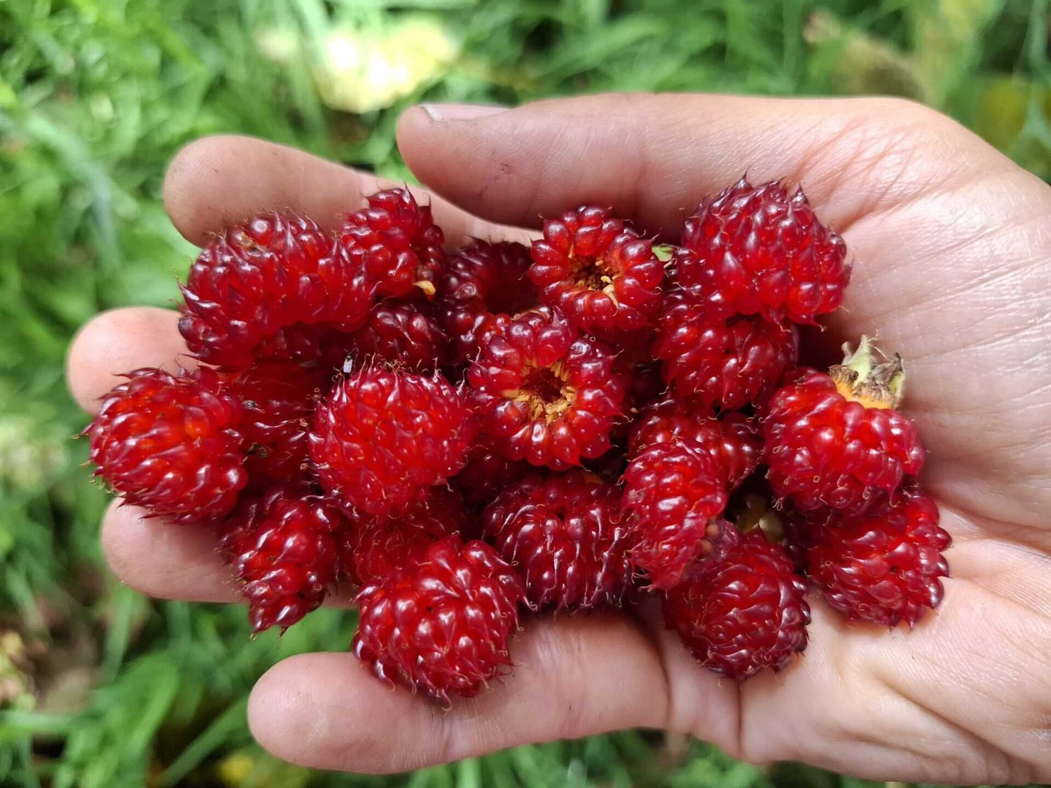 Ostružina Tower Hara