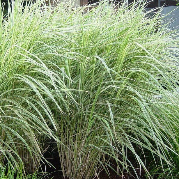 ozdobnica čínska Variegatus trvalka slnkomilná Miscanthus sinensis