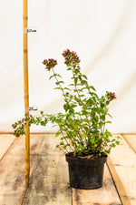 Pamajorán obyčajný  kontajner 	
OBPOBYK