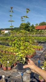 Pamajorán obyčajný  kontajner