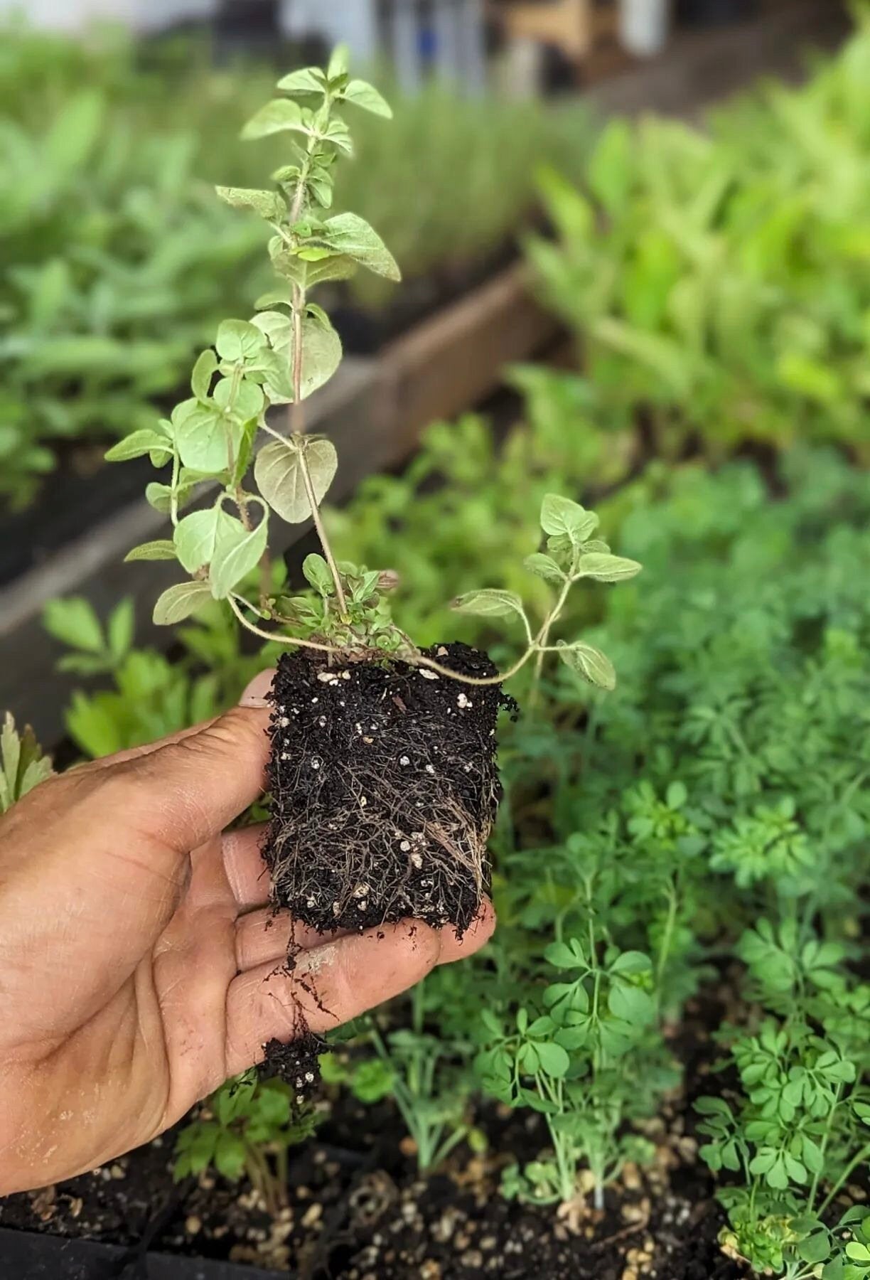 Pamajorán obyčajný prekorenená bylinka 	
OBPOBYK