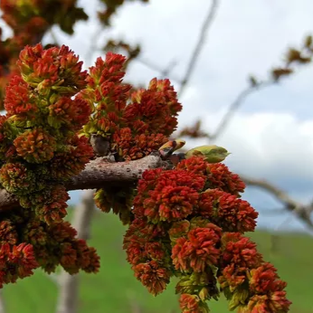 Pistácia pravá Peters, opeľovač detail stromu