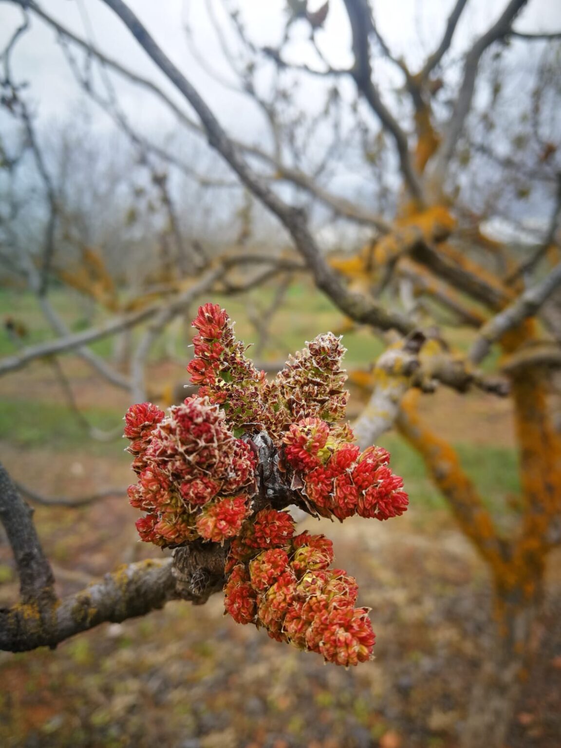 Pistácia pravá Peters, opeľovač detail strom kvet