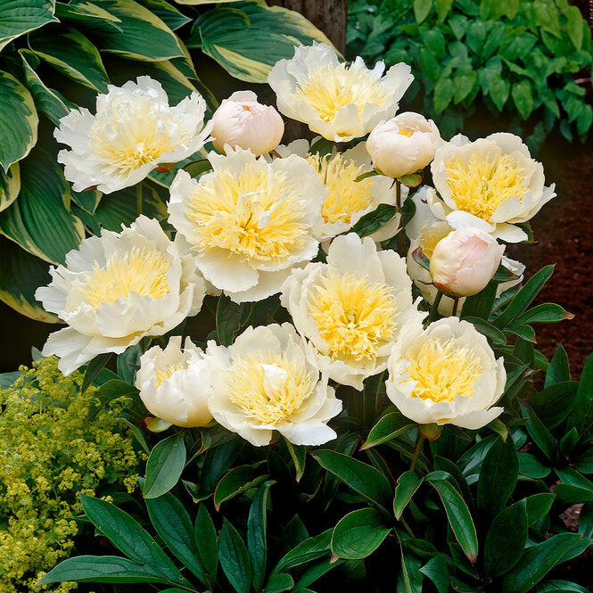 Pivona Honey Gold kvet detail 	
TPPIVHOGOK