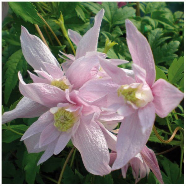 Plamienok Markham´s Pink kvety detail