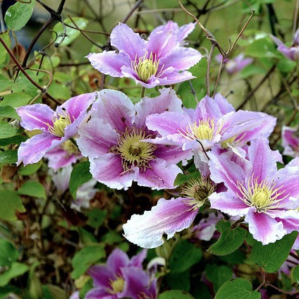 Plamienok Nelly Moser detail kvety