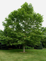 platan javorolistý platanus acerifolia hispanica strom