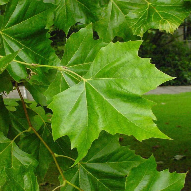 platan javorolistý platanus acerifolia hispanica listy