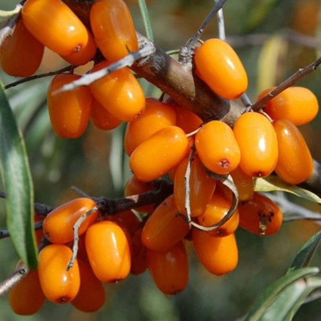 rakytník Altajská oranžové plody 