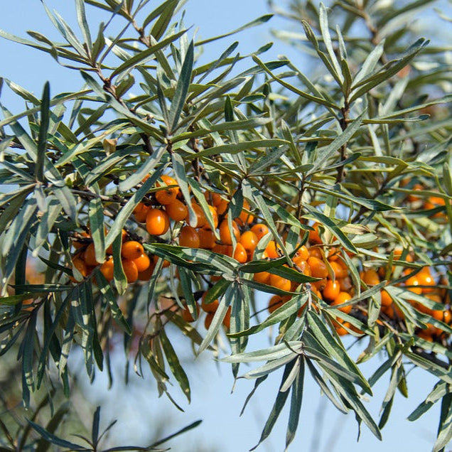 rakytník Ananasná oranžové plody 
